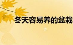 冬天容易养的盆栽 冬天养哪些花好养