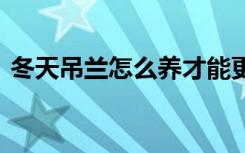 冬天吊兰怎么养才能更旺盛 冬季如何养吊兰