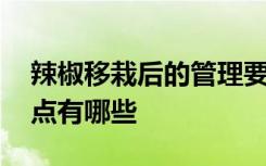 辣椒移栽后的管理要点 辣椒移栽后的管理要点有哪些