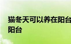 猫冬天可以养在阳台上吗 猫冬天不可以养在阳台