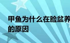 甲鱼为什么在脸盆养不活 甲鱼在脸盆养不活的原因