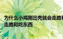 为什么小鸡刚出壳就会走路和吃东西 小鸡为什么刚出壳就会走路和吃东西