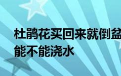 杜鹃花买回来就倒盆了用浇水吗 杜鹃换盆后能不能浇水
