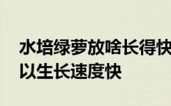 水培绿萝放啥长得快 水培绿萝放什么东西可以生长速度快