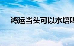 鸿运当头可以水培吗 鸿运当头如何水培