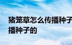 猪笼草怎么传播种子 猪笼草是通过什么来传播种子的