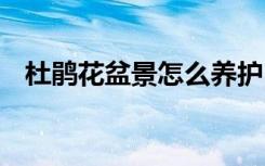 杜鹃花盆景怎么养护 杜鹃花盆景如何养护