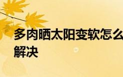 多肉晒太阳变软怎么办 多肉晒太阳变软怎么解决