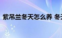 紫吊兰冬天怎么养 冬天养殖紫叶吊兰的方法