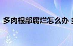 多肉根部腐烂怎么办 多肉根部腐烂怎么处理