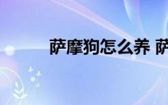 萨摩狗怎么养 萨摩狗的正确养法
