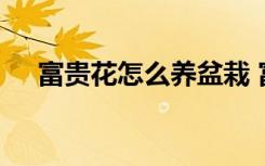 富贵花怎么养盆栽 富贵花盆栽养植方法
