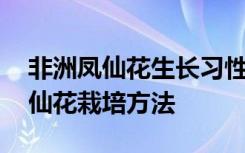 非洲凤仙花生长习性及栽培管理详解 非洲凤仙花栽培方法