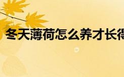 冬天薄荷怎么养才长得好 冬天薄荷如何养殖