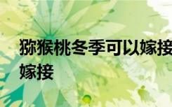 猕猴桃冬季可以嫁接吗 猕猴桃冬季可不可以嫁接