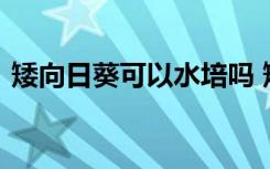 矮向日葵可以水培吗 矮向日葵能水能水培吗