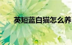英短蓝白猫怎么养 如何养英短蓝白猫