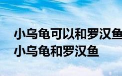 小乌龟可以和罗汉鱼一起养吗 能不能一起养小乌龟和罗汉鱼