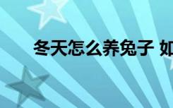 冬天怎么养兔子 如何在冬天养殖兔子