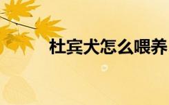 杜宾犬怎么喂养 杜宾犬如何喂养