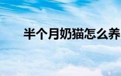 半个月奶猫怎么养 养半个月奶猫方法