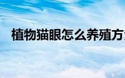 植物猫眼怎么养殖方法 植物猫眼如何养殖