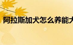 阿拉斯加犬怎么养能大 如何养大阿拉斯加犬