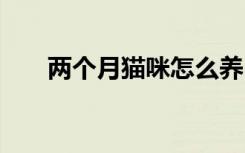 两个月猫咪怎么养 如何养两个月猫咪