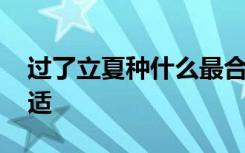 过了立夏种什么最合适 过了立夏种哪些最合适
