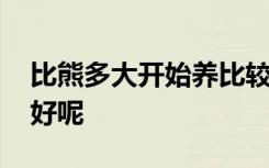 比熊多大开始养比较好 比熊多大开始养比较好呢