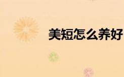 美短怎么养好 美短如何养好
