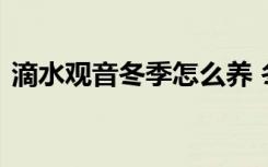 滴水观音冬季怎么养 冬天如何养护滴水观音