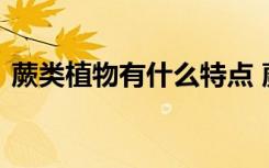 蕨类植物有什么特点 蕨类植物的特点是什么