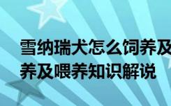 雪纳瑞犬怎么饲养及喂养知识 雪纳瑞犬的饲养及喂养知识解说