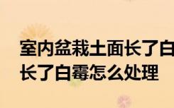室内盆栽土面长了白霉怎么办 室内盆栽土面长了白霉怎么处理