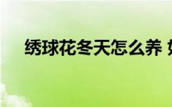 绣球花冬天怎么养 如何冬天养护绣球花