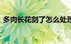 多肉长花剑了怎么处理 多肉长花剑了咋办呢