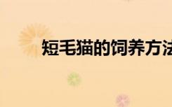 短毛猫的饲养方法 短毛猫怎么饲养