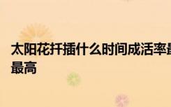 太阳花扦插什么时间成活率最高 太阳花扦插什么时候成活率最高
