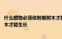 什么植物必须依附着树木才能生长 有哪些植物必须依附着树木才能生长