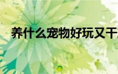 养什么宠物好玩又干净 好玩又干净的宠物