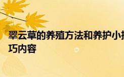 翠云草的养殖方法和养护小技巧 翠云草的养殖方法和养护技巧内容