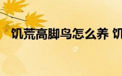 饥荒高脚鸟怎么养 饥荒高脚鸟的玩法攻略