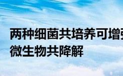 两种细菌共培养可增强双羧酰亚胺杀真菌剂的微生物共降解