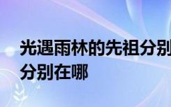 光遇雨林的先祖分别在哪里 光遇雨林的先祖分别在哪