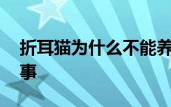 折耳猫为什么不能养 不能养折耳猫是怎么回事