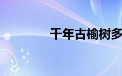 千年古榆树多次枯死又再生