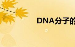 DNA分子的结构是什么