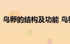 鸟卵的结构及功能 鸟卵的结构及功能是什么