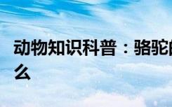 动物知识科普：骆驼的驼峰里储存的主要是什么